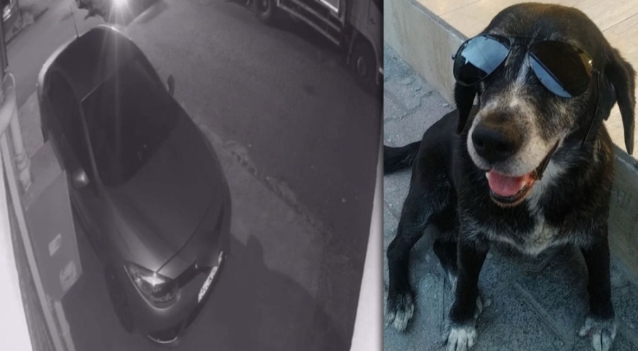 Vicdansız sürücü uyuyan köpeği ezip metrelerce sürükledi