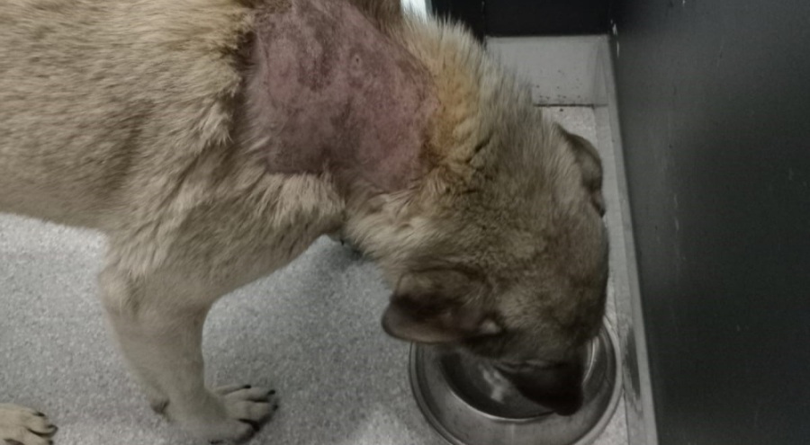 Sitede sokak köpeğinin üzerine kaynar su döküldü