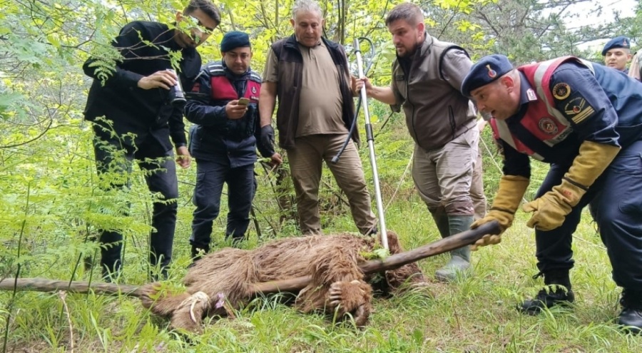 Uludağ'da nefes kesen ayı kurtarma operasyonu