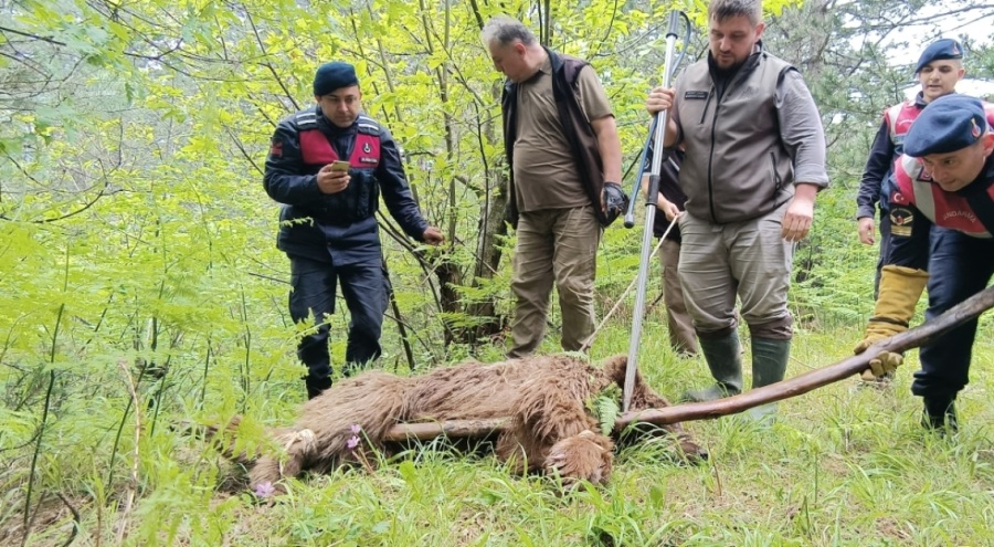 Uludağ'da kurtarılan yaralı ayının kalça kemiğinde parçalı kırıklar tespit edildi