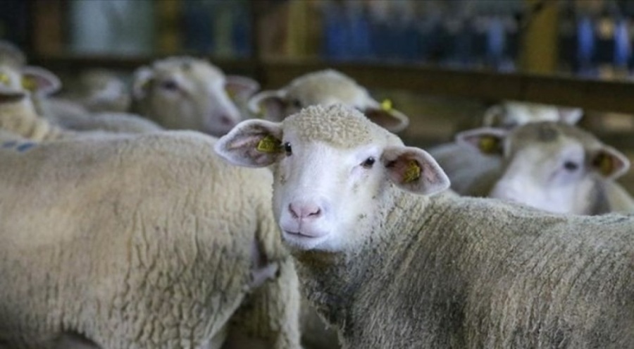 Manisa'da hayvan hırsızlığı! Çok sayıda tutuklama