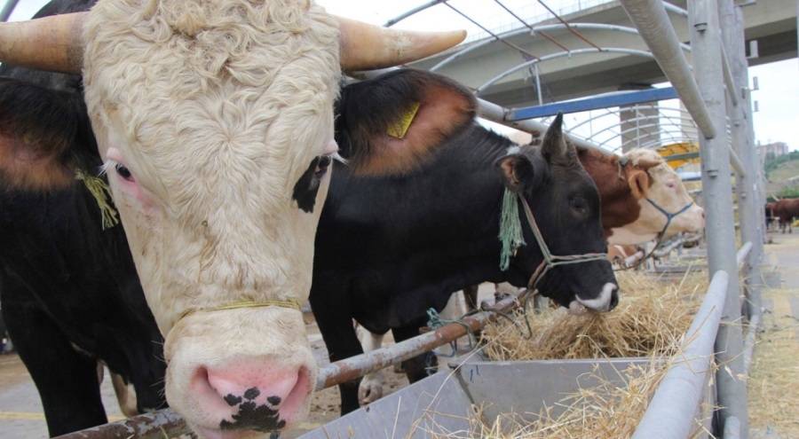 Kurban satacak ve kesecekler bu tarihe dikkat! Resmi Gazete'de yayımlandı
