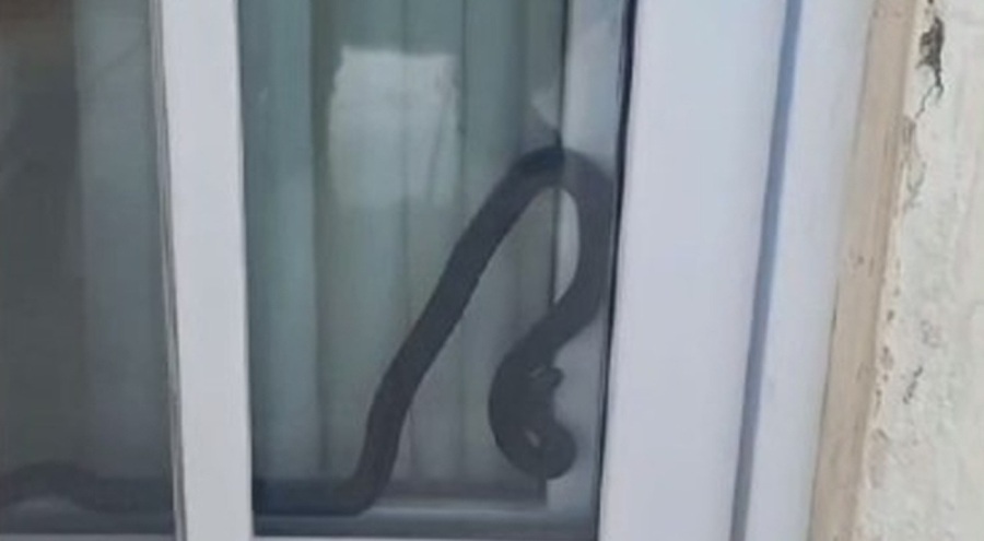 Eve giren yılan korku dolu anlar yaşattı
