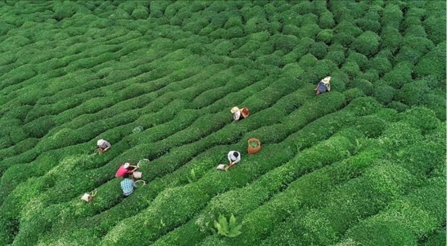 Yaş çay alım fiyatı açıklandı