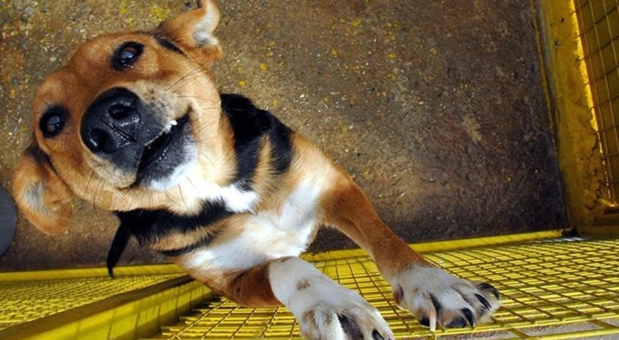 Ölü bulunan köpekler için STK'lar harekete geçti