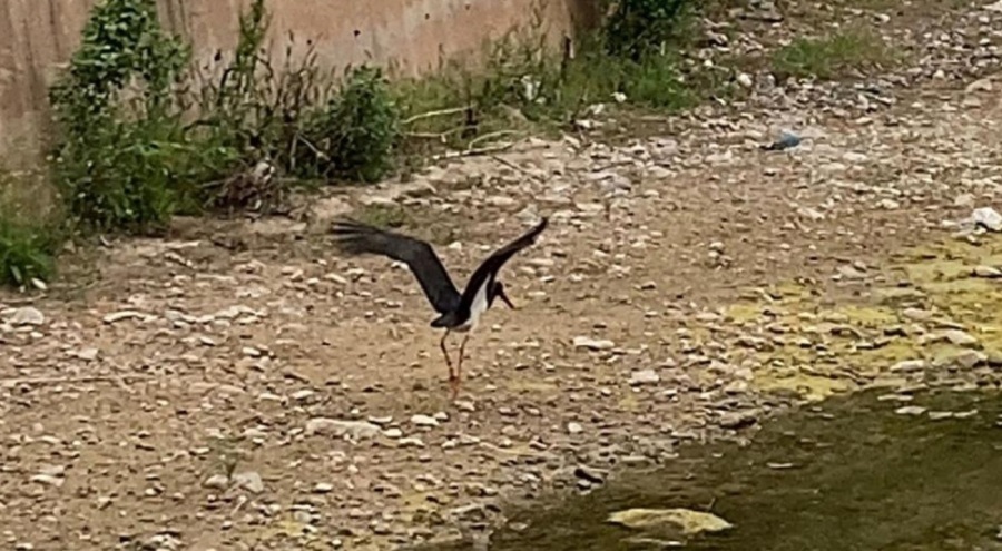 Nadir görülen kara leylek Çankırı'da görüntülendi