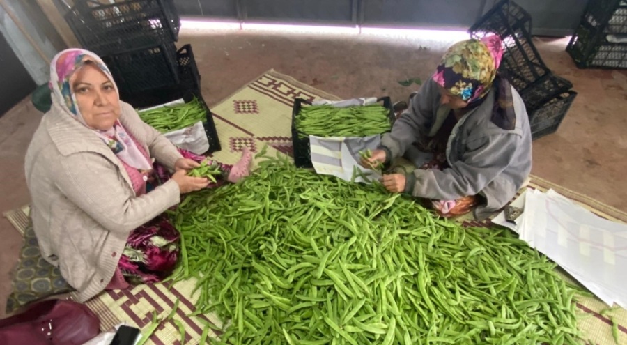 Bursa'da nazende fasulye hasadı yapıldı