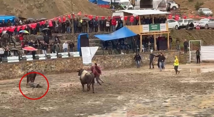 Artvin'de rakibinden kaçan boğa hakemin üzerinden geçti