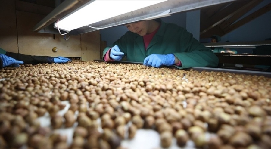 Giresun'da fındık 132 liradan işlem görüyor