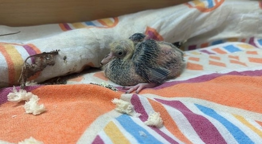 Öğrenci pansiyonundaki bir oda güvercin "Bayram"ın oldu