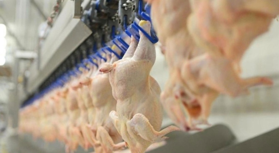 Tavuk eti üretiminde artış