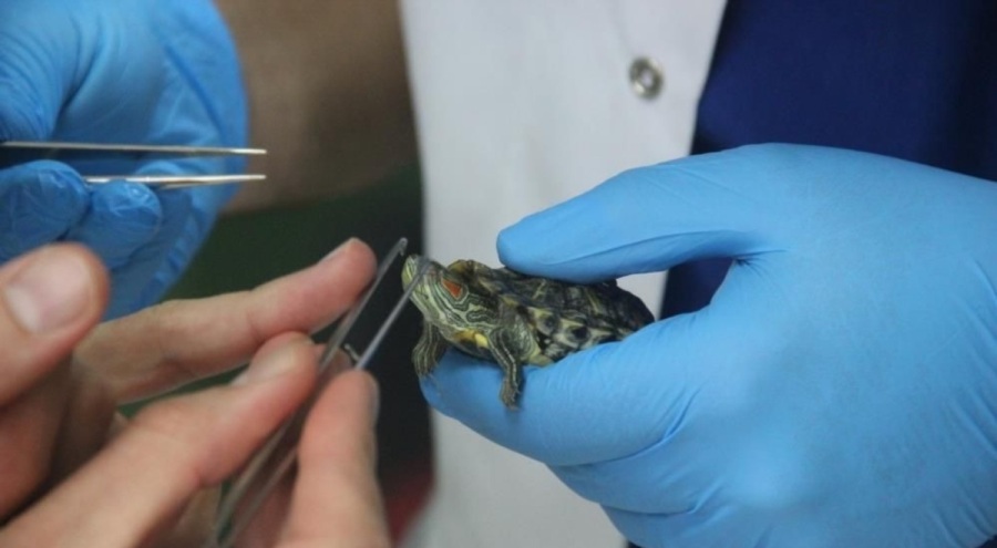 Hayvanseverler dikkat, uzmanı uyardı