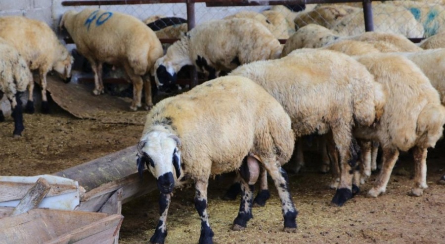 Adana'da küçükbaş kurbanlık fiyatları belli oldu