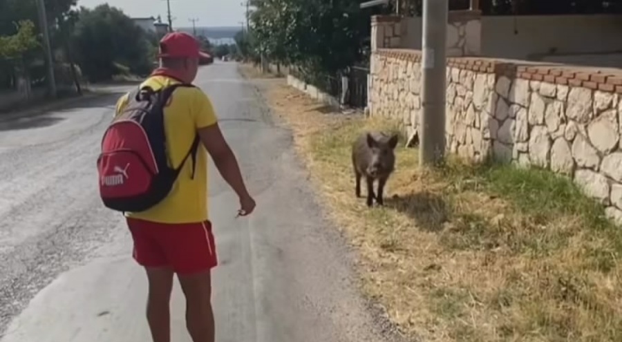 Bursa'da aç kalıp şehre inen domuz sürüsünü, bir vatandaş bisküvi ile besledi