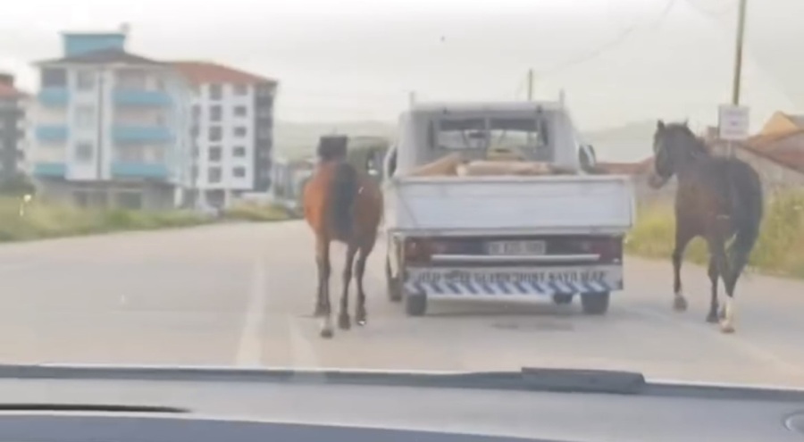 Bursa'da atları aracın arkasına bağlayıp koşturdu!