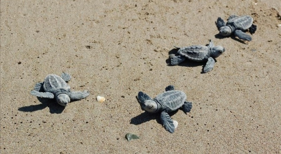 20 plaja gece yasağı! MOBESE ile izleniyor, cezası 387 bin TL