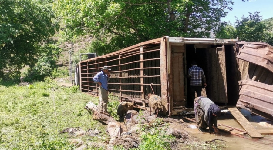 Yolda devrilen TIR'daki onlarca koyun öldü
