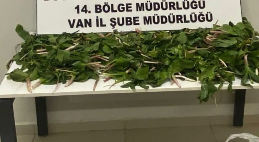 Van'da "dev soğan" bitkileriyle yakalanan İran uyruklu 6 kişi yakalandı