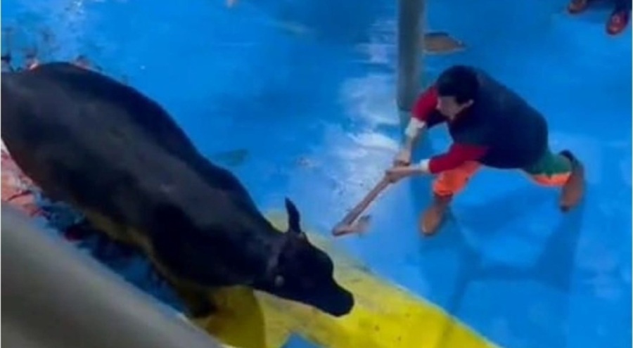 Amasya'da büyükbaş hayvana baltalı işkence... 5 Kişi tutuklandı