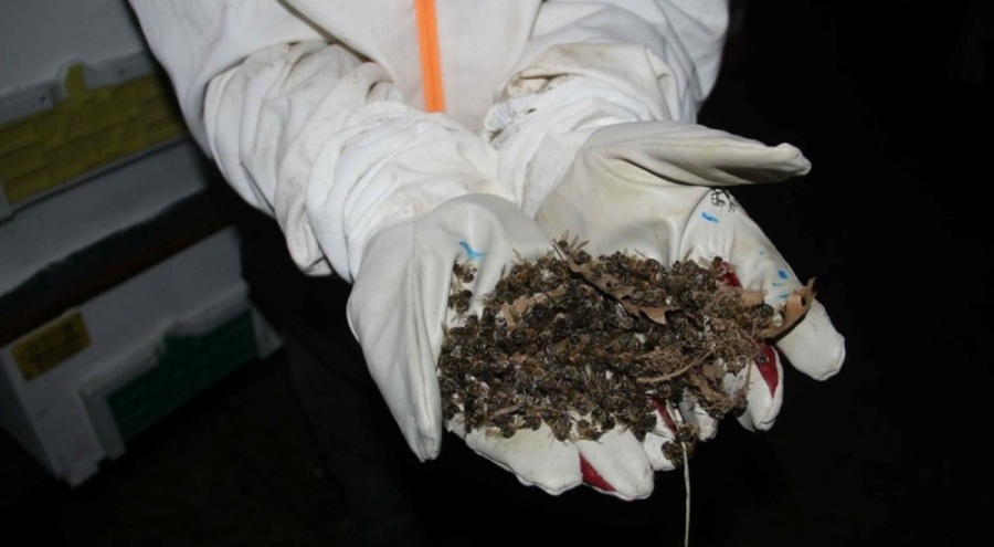 Çanakkale'de toplu arı ölümleri: "Ciddi bir katliam var"