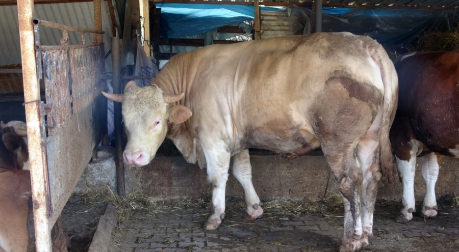 1 ton 100 kiloluk Paşa 265 bin TL'ye satıldı