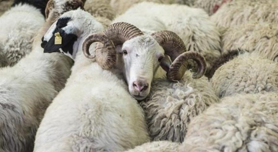 Kurbanlık sevki kurallarını belirledi!