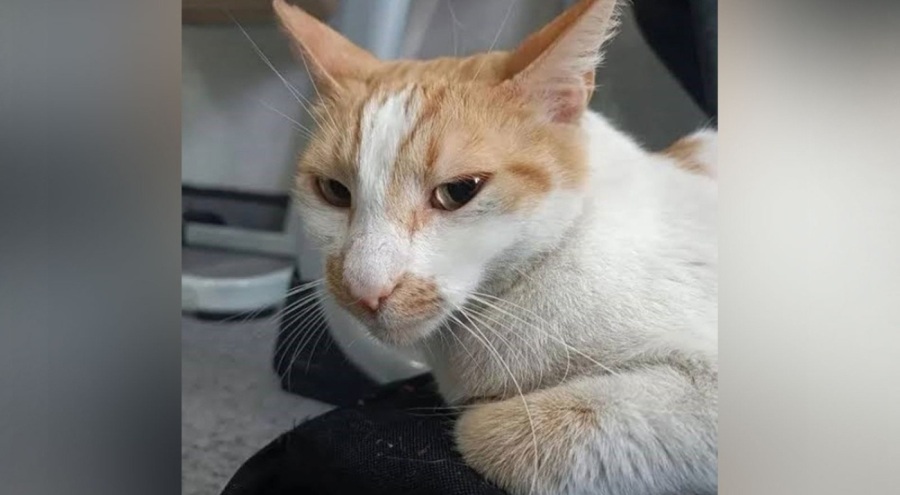 Kedi Faruk'u camdan aşağı atmıştı... Hakim karşısına çıktı