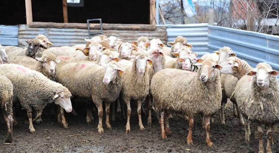 Denizli'de 20 mahalleye şap karantinası