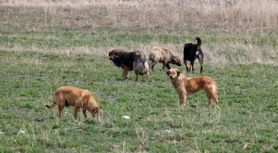 İzmir'de vahşet: 6 köpek zehirlenerek öldürüldü