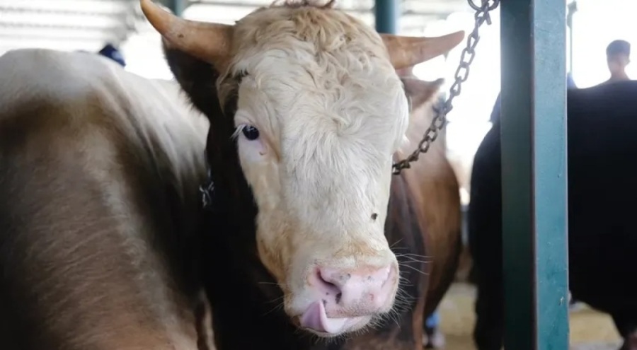 Büyükbaş kurbanlık fiyatları uçtu