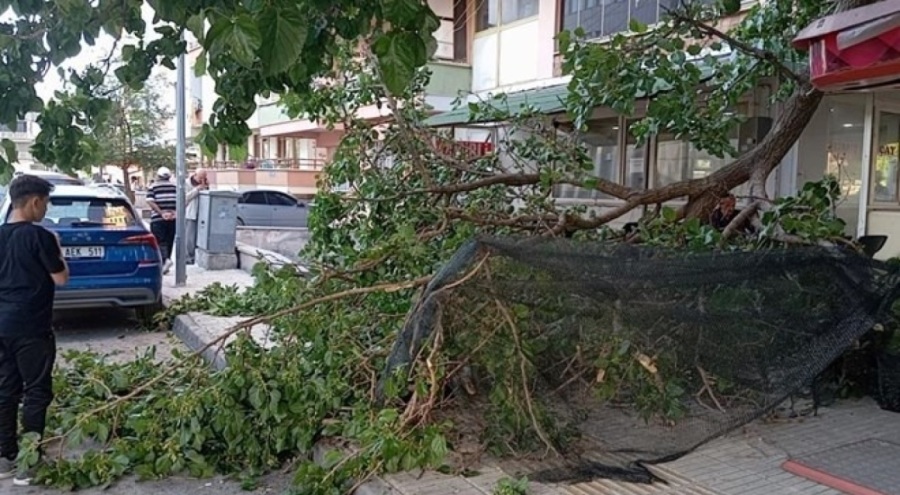 Kaldırımda yürürken üzerine düşen dal parçası hastanelik etti