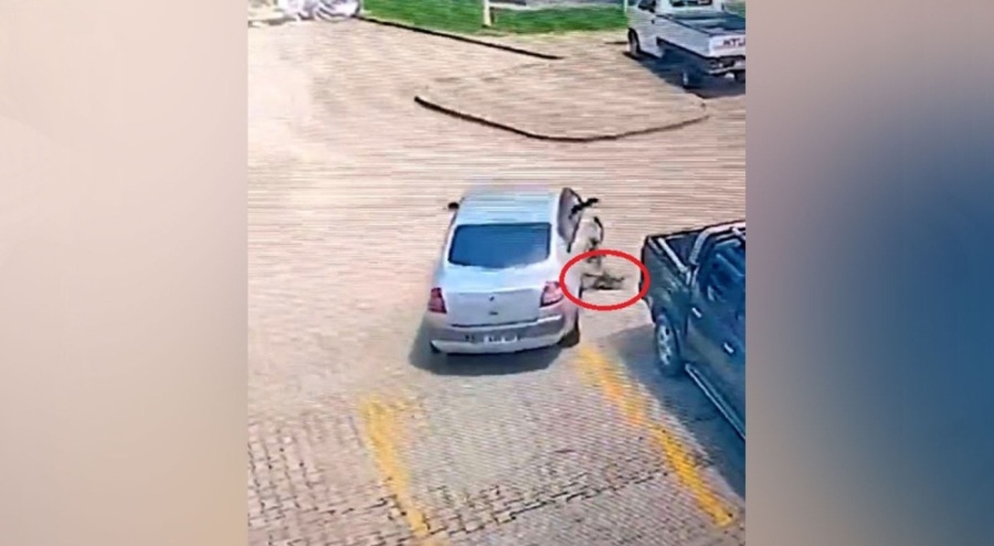 Sokak köpeğine çarpmıştı! Cezası belli oldu