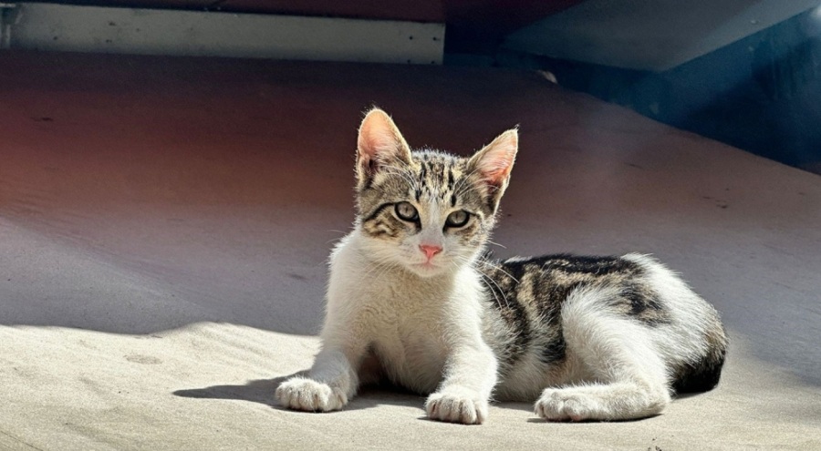 İstanbul'da pitbull dehşeti