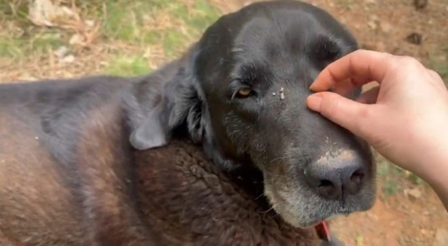 Uyuyan köpeği otomobiliyle ezerek öldürdü!