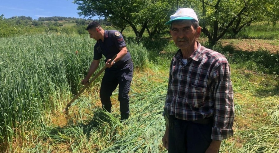 Çiftçinin yorgunluğunu gören jandarma tırpanla ot biçti