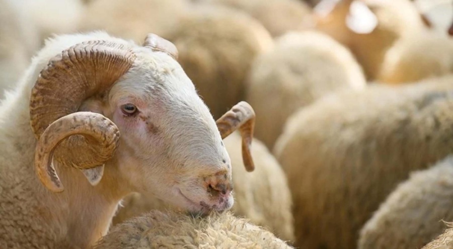 Diyanet'ten kurban keseceklere 10 uyarı