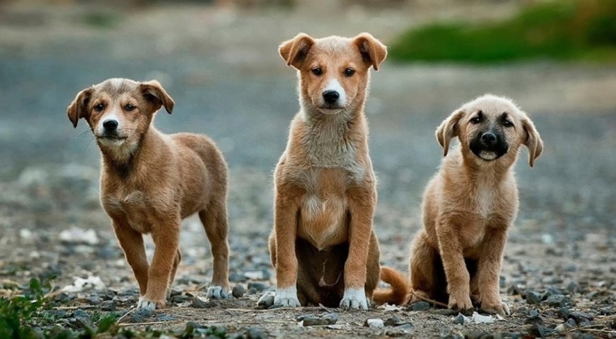 AK Parti'den sokakta yaşayan köpeklerle ilgili yasa taslağına ilişkin yeni açıklama!