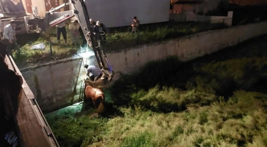 Sahibinin elinden kaçan kurbanlık ortalığı birbirine kattı