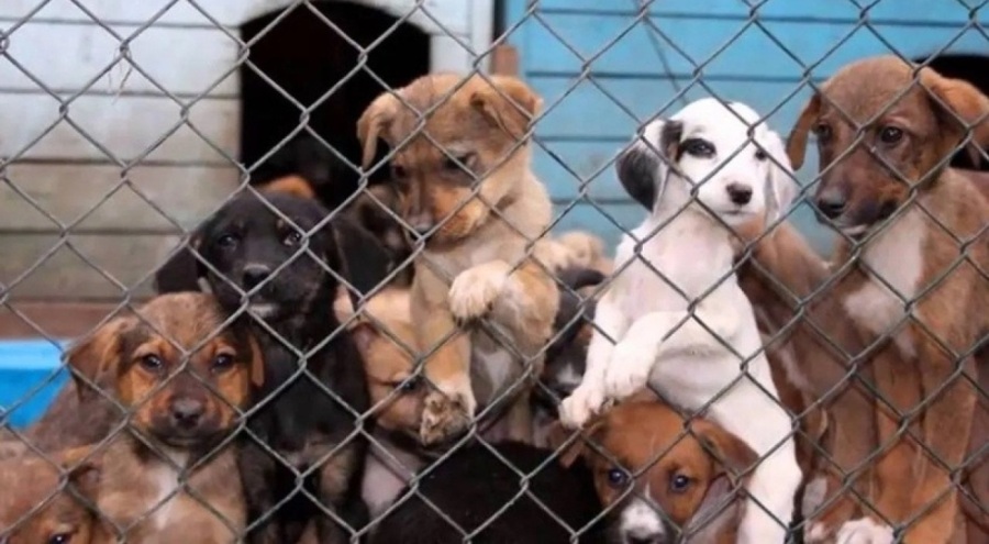 Veterinerlerden çağrı: Uyutmak değil, kısırlaştırmak sorunu çözer