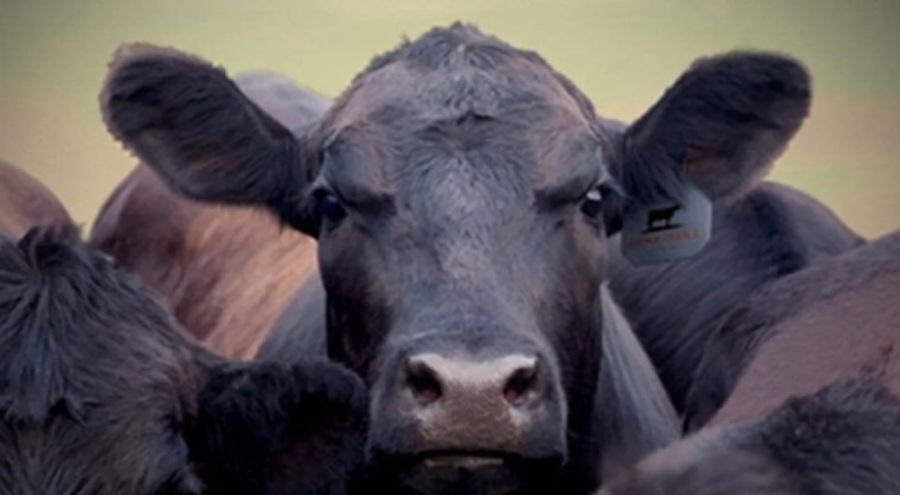 Kurban Bayramı öncesi 27 bin ithal angus geldi