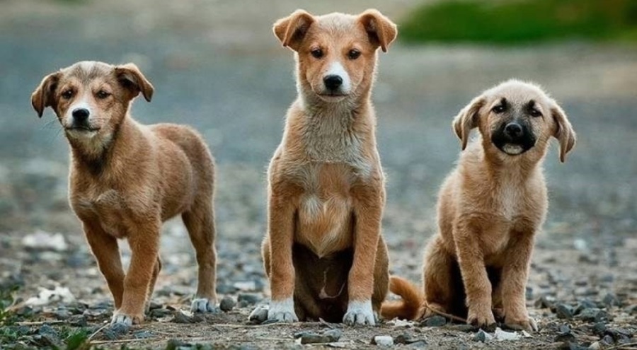 Türk Veteriner Hekimleri Birliği'nden 'sokak hayvanları' kararı: Yasa çıksa da ötenazi yapmayacağız