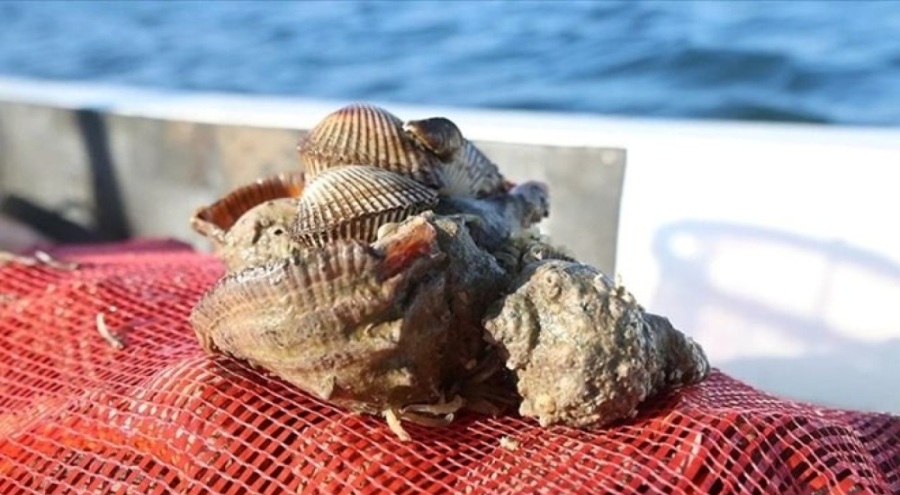 Kaçak salyangoz avcılığı 66 bin lira ceza uygulandı