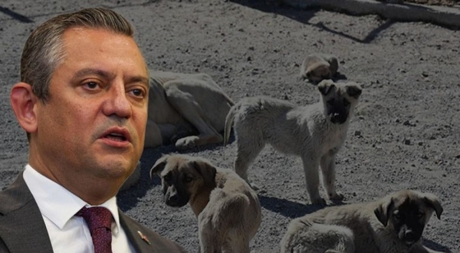 Özgür Özel sokak hayvanları hakkında konuştu! "Uyutma noktasında anlaşmamız mümkün değil"