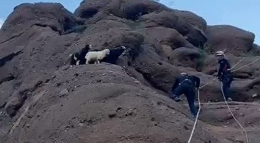 Kayalıkta mahsur kalan yavru oğlakları AFAD ekipleri kurtardı