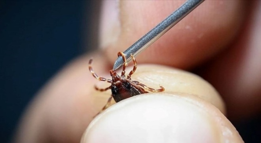 Kene 2 can aldı! Haziran-temmuz ayına dikkat!