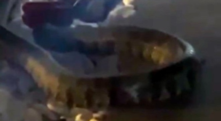 Engerek yılanı bahçeye girdi