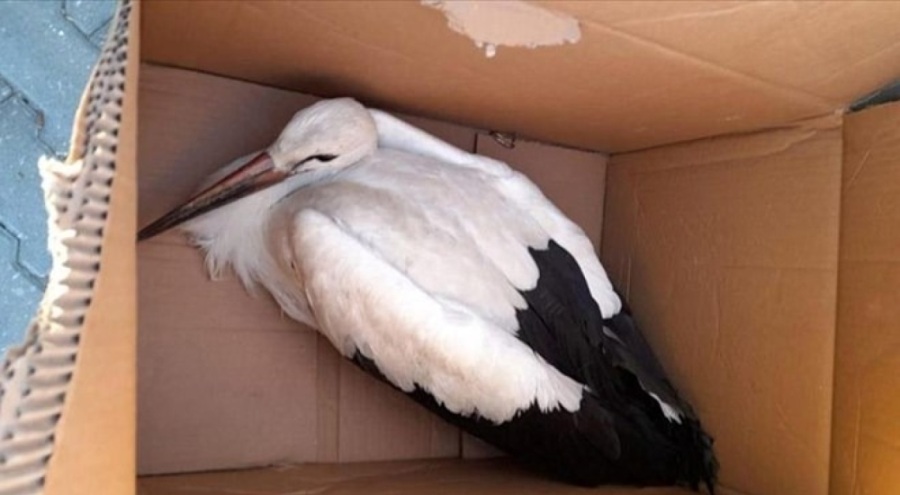 Yaralı leylek tedavi altına alındı