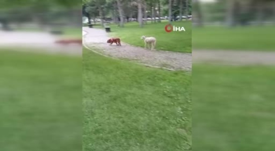 Bursa'da kuzu ile köpeğin kovalamacası yüzleri gülümsetti