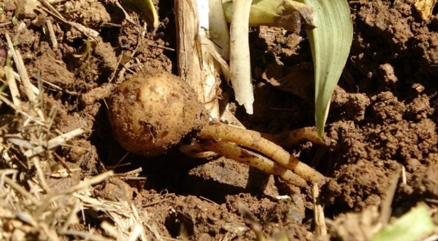 Fındığa ve çaya alternatif oldu! Kilosu bin 500 TL'den satılıyor