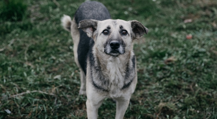 'Sokak hayvanları' tasarısı bu hafta TBMM'ye sunulacak